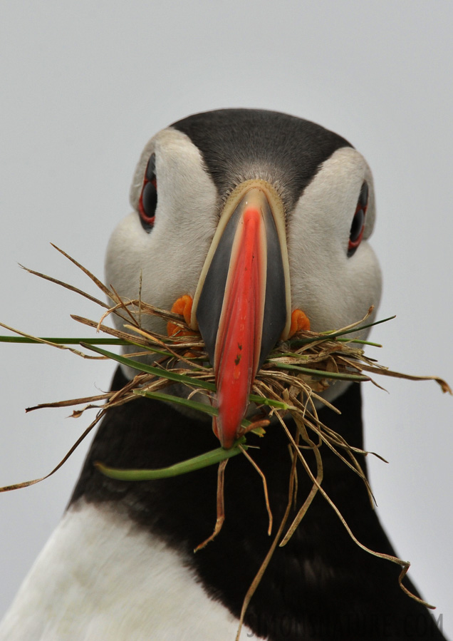 Fratercula arctica naumanii [550 mm, 1/1000 Sek. bei f / 10, ISO 800]